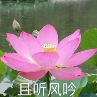 命运冠位指定游戏正版下载